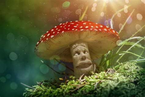 Assessing the Risk: Who is Most Vulnerable to Magic Mushroom Addiction?